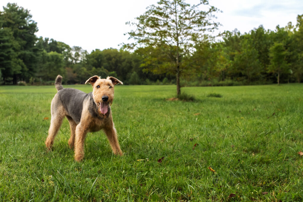 dog ready to spring into action to catch a ball at Veterans Park